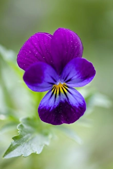 Viola Tricolor Prints: Wild Pansy