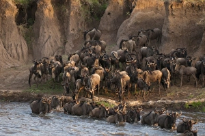 Wildebeest crossing Mara River during annual migration, Masai Mara, Kenya Wildebeest crossing Mara River during annual migration, Masai Mara, Kenya