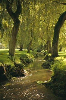Prints of Willow trees by forest stream, New Forest, Hampshire, England, UK, Europe Hampshire Prints: Willow trees print over forest stream