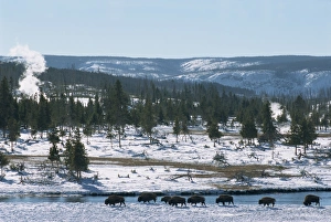 Yellowstone National Park Winter Prints: Winter in Midway basin