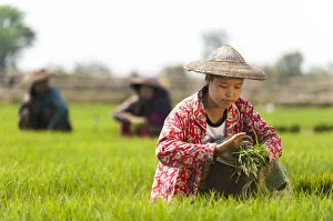 A woman harvests young rice into bundles to be re-planted spaced further apart, Kachin State A woman harvests young rice into bundles to be re-planted spaced further apart, Kachin State