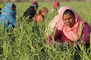 Women harvesting beans, Uttar Pradesh, India, Asia Women harvesting beans, Uttar Pradesh, India, Asia