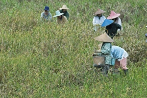 Women picking rice, Serian, Sarawak, Malaysian Borneo, Malaysia, Southeast Asia, Asia Women picking rice, Serian, Sarawak, Malaysian Borneo, Malaysia, Southeast Asia, Asia