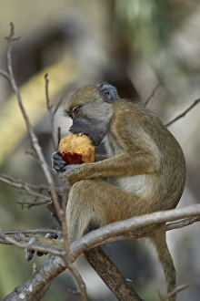 Yellow baboon (Papio cynocephalus) juvenile eating a duom palm fruit, Selous Game Reserve Yellow baboon (Papio cynocephalus) juvenile eating a duom palm fruit, Selous Game Reserve