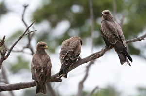 Yellow-billed kite (Milvus parasitus) and black kite (Milvus migrans) perching on a tree Yellow-billed kite (Milvus parasitus) and black kite (Milvus migrans) perching on a tree