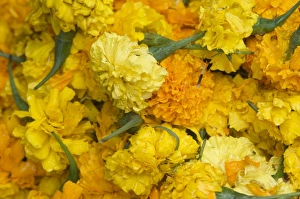 Yellow carnations for sale for temple offerings in Little India Yellow carnations for sale for temple offerings in Little India