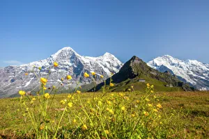 Prints of Yellow flowers framing Mount Eiger, Mannlichen, Grindelwald, Bernese Oberland, Canton of Bern, Swiss Alps, Switzerland, Europe Images Dated 2011 August: Yellow Flowers Framing Mount Eiger Print