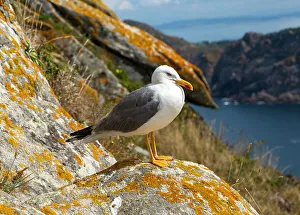 Spanish Wildlife Photos Prints: Yellow-legged gull (Larus Michahellis)