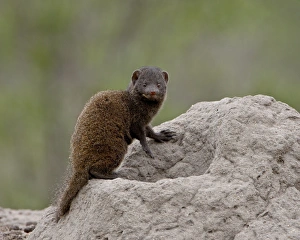 Young Dwarf Mongoose (Helogale parvula), Kruger National Park, South Africa, Africa Young Dwarf Mongoose (Helogale parvula), Kruger National Park, South Africa, Africa