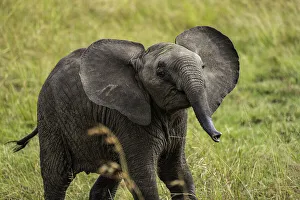 A young Elephant (Loxodonta africana), Amboseli National Park, Kenya, East Africa, Africa A young Elephant (Loxodonta africana), Amboseli National Park, Kenya, East Africa, Africa