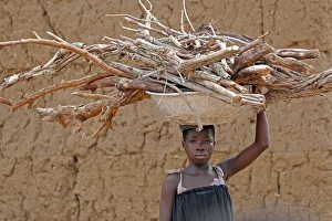 Young girl carrying firewood on her head, Datcha-Attikpaye, Togo, West Africa, Africa Young girl carrying firewood on her head, Datcha-Attikpaye, Togo, West Africa, Africa