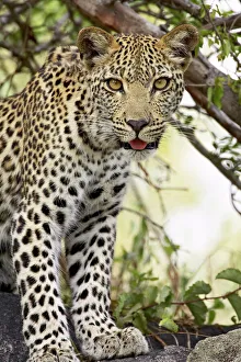 Young leopard (Panthera pardus), Kruger National Park, South Africa, Africa Young leopard (Panthera pardus), Kruger National Park, South Africa, Africa