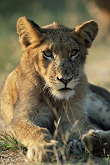 Images Dated 9th August 2008: Young Lion Print, Kruger National Park