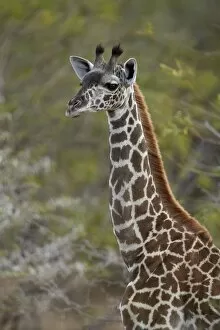 Selous Game Reserve Collection: Young Masai giraffe (Giraffa camelopardalis tippelskirchi), Selous Game Reserve, Tanzania