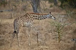 Selous Game Reserve Collection: Young Masai giraffe (Giraffa camelopardalis tippelskirchi) feeding, Selous Game Reserve