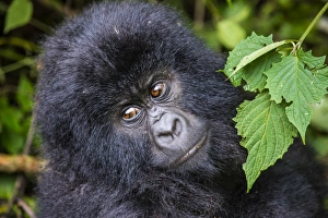 Young mountain gorilla (Gorilla beringei beringei) in the Virunga National Park Young mountain gorilla (Gorilla beringei beringei) in the Virunga National Park