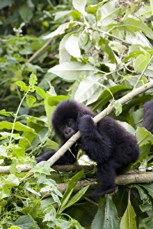 Young mountain gorilla (Gorilla gorilla beringei) Young mountain gorilla (Gorilla gorilla beringei)