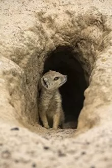 Images Dated 22nd January 2016: Young yellow mongoose (Cynictis penicillata) at burrow, Kgalagadi Transfrontier Park