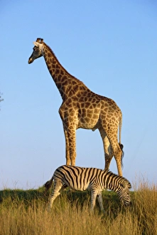 Africa Travel Destination Prints: Zebra and giraffe