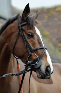 Horse Racing Prints: Kauto Star Print, Cheltenham Festival Entry Preview