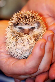 Baby hedgehog sleeping at the London Pet Show Baby hedgehog sleeping at the London Pet Show