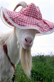 Gordon the Goat wearing a pink floppy hat looking cute Gordon the Goat wearing a pink floppy hat looking cute
