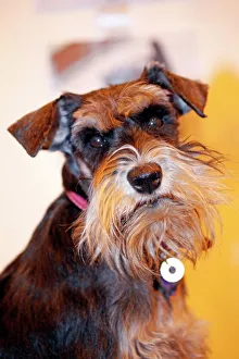 Miniature Schnauzer dog at the London Pet Show Miniature Schnauzer dog at the London Pet Show