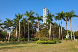 Palm trees in Central Park, Kaohsiung City, Taiwan Palm trees in Central Park, Kaohsiung City, Taiwan
