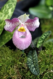 Flowers/orchids/paphiopedilum micranthum x vietnamense orchid Flowers/orchids/paphiopedilum micranthum x vietnamense orchid
