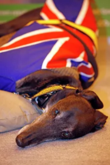 Sleeping greyhound wearing a union jack coat Sleeping greyhound wearing a union jack coat
