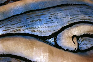 Abstract Shell Print