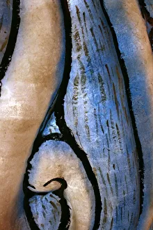 Abstract Shell Print
