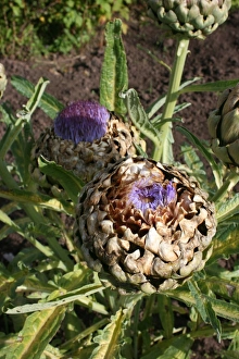 Artichoke Print
