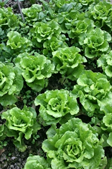 Fresh Produce Display Prints: Bed of lettuce