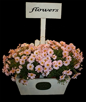 Flower Arrangement Ideas Prints: Box of daisies