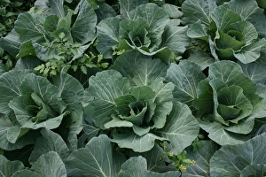 Brassica Oleracea Varieties Prints: Cabbage