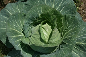 April Prints: Cabbage Print from Photoslot