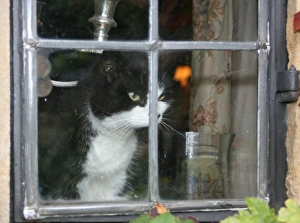 Domestic Cat Picture Prints: Cat in the window