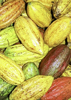 Cocoa Fruit Prints: Cocoa pods