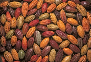 Cocoa Pod Print