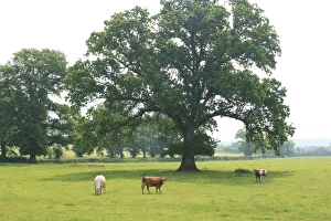 2008 Prints: Devon Field Print