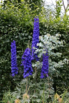 Purple Blooms Prints: Delphinium