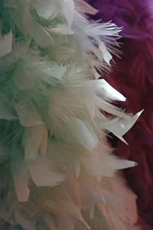 2008 Prints: Feather Abstract Print