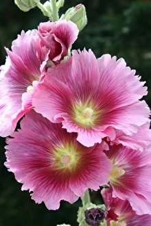 Hollyhock Flower Prints: Hollyhock