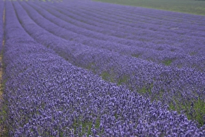 2013 Prints: Lavender Fields Print - Kent, UK Landscape Art