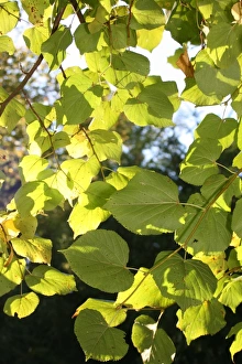 Commercial Use Images Prints: Leaves