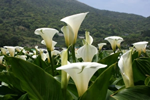 April Prints: Lilies Print from Photoslot