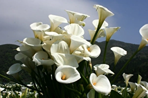 April Prints: Lilies Print from Photoslot