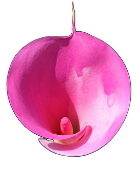 Home Decor Inspiration Prints: Lily