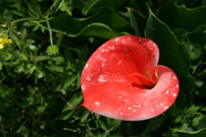 April Prints: Lily Lily Print from Photoslot